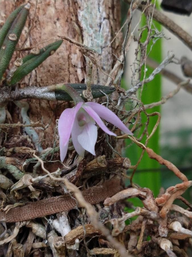 Dendrobium aduncum flower
