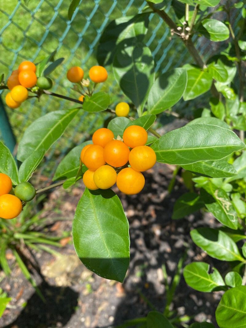 Solanum diphyllum fruit