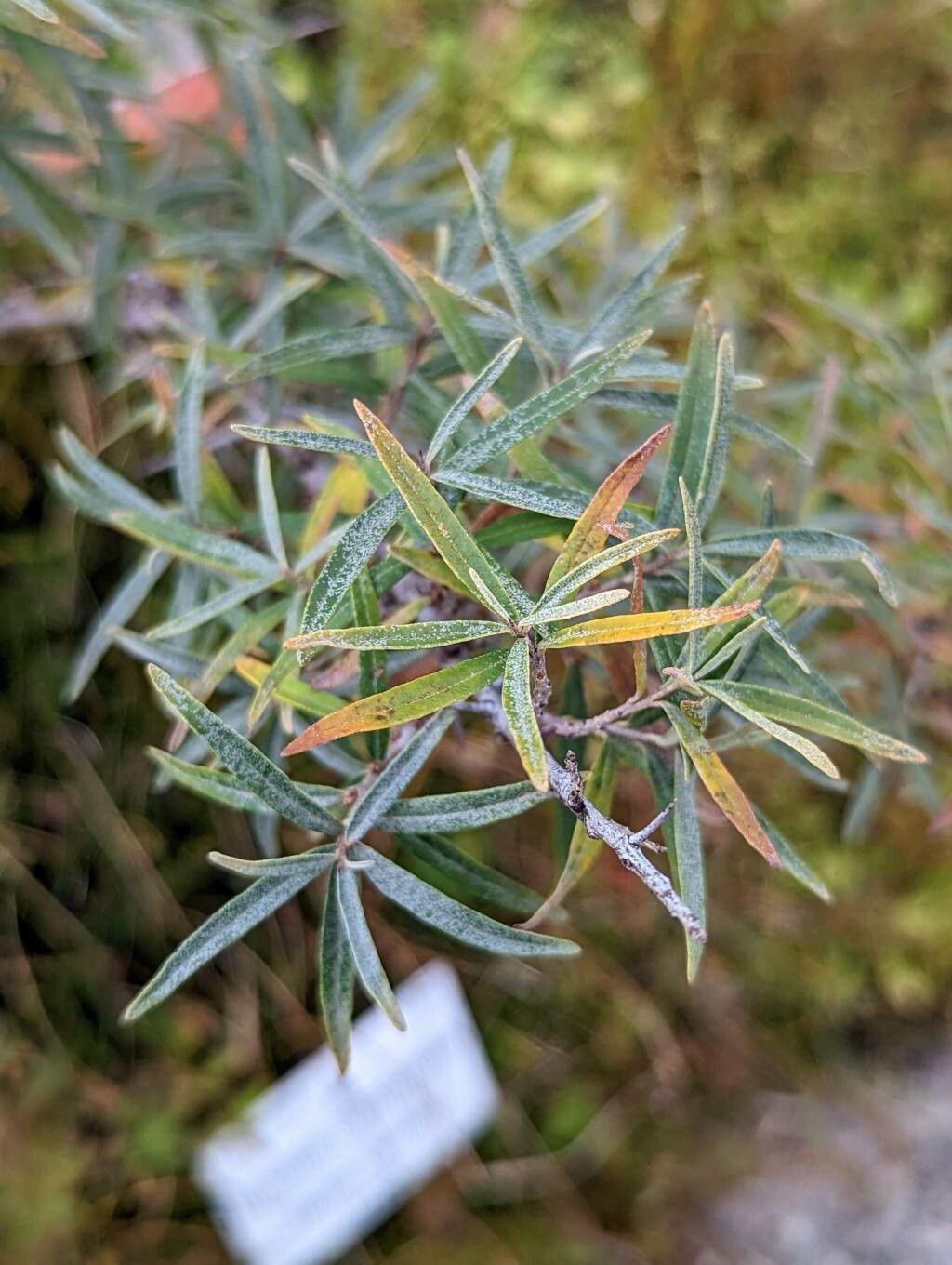 Elaeagnus rhamnoides leaf