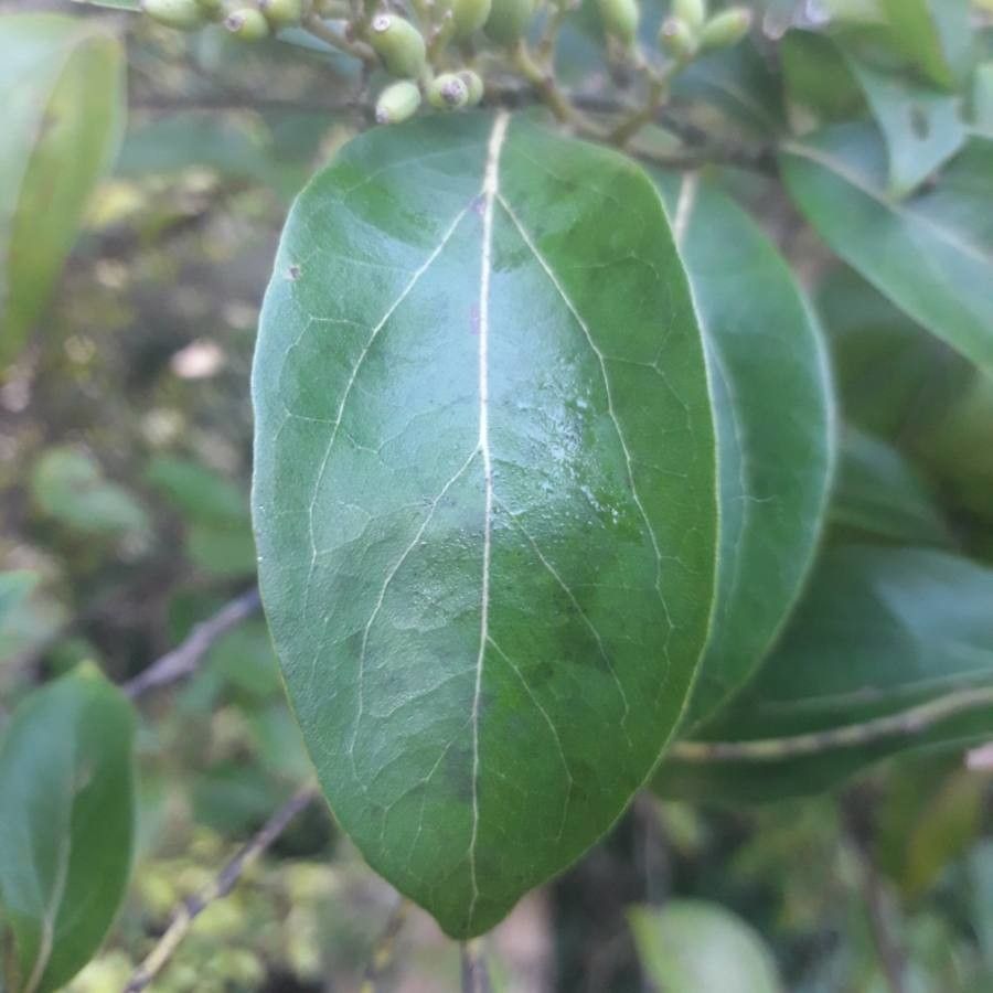 Cryptocarya lifuensis — houseplant care guide