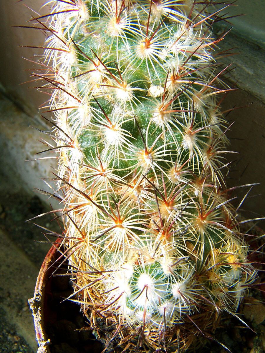 Mammillaria microhelia leaf