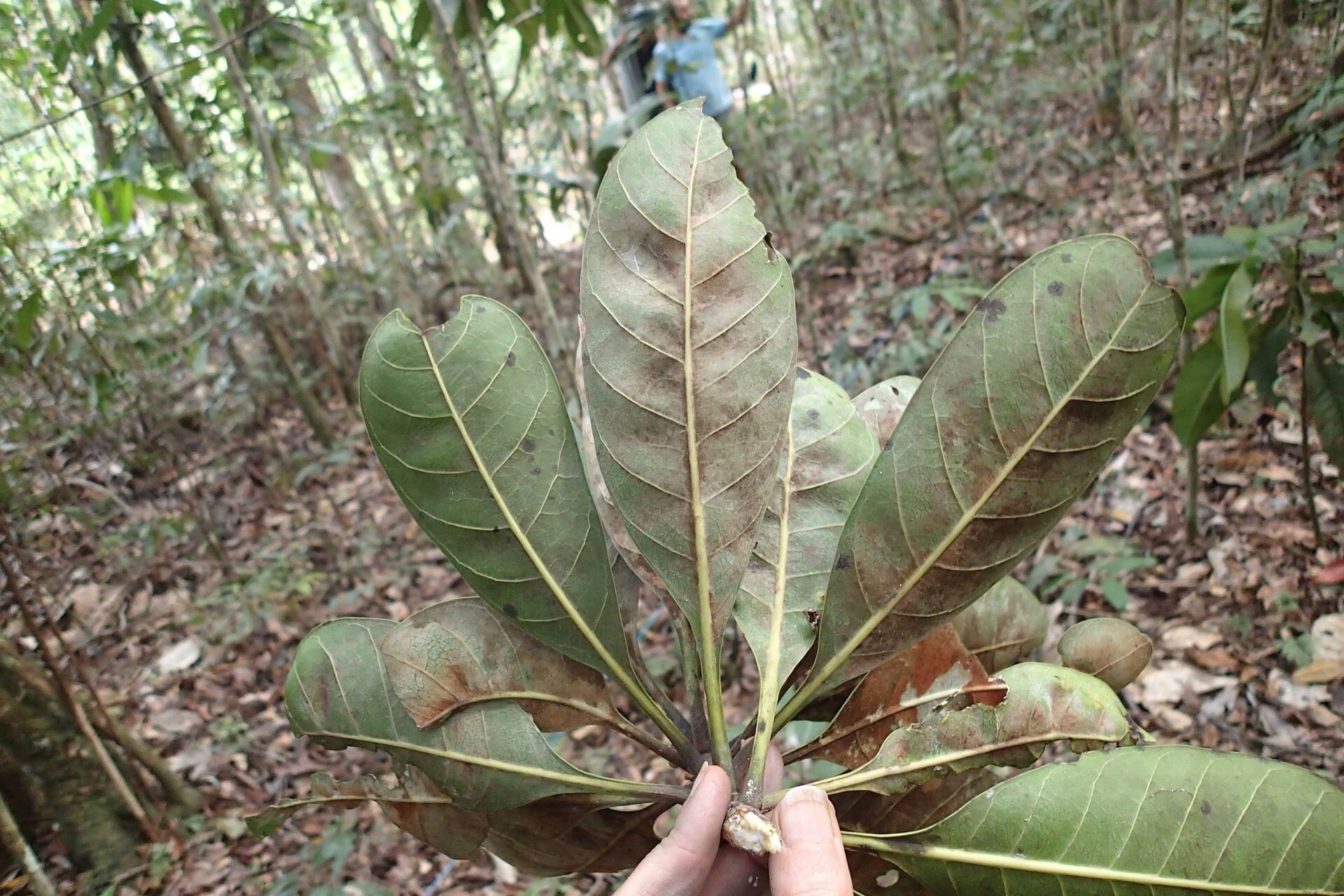 Planchonella wakere — houseplant care guide