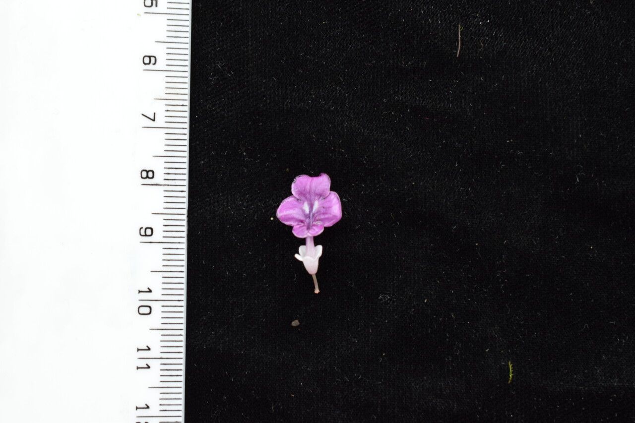 Didymocarpus oblongus habit