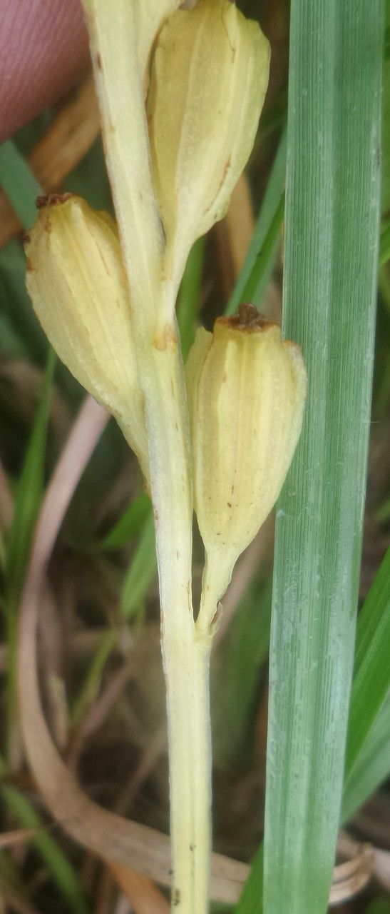 Liparis loeselii fruit