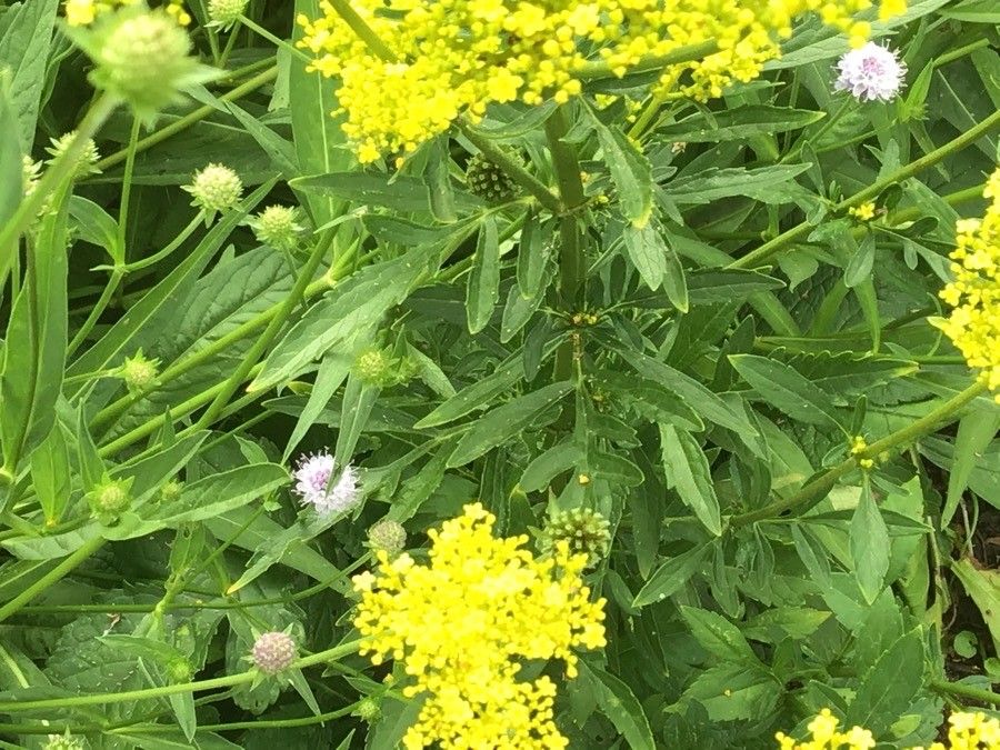 Patrinia scabiosifolia leaf