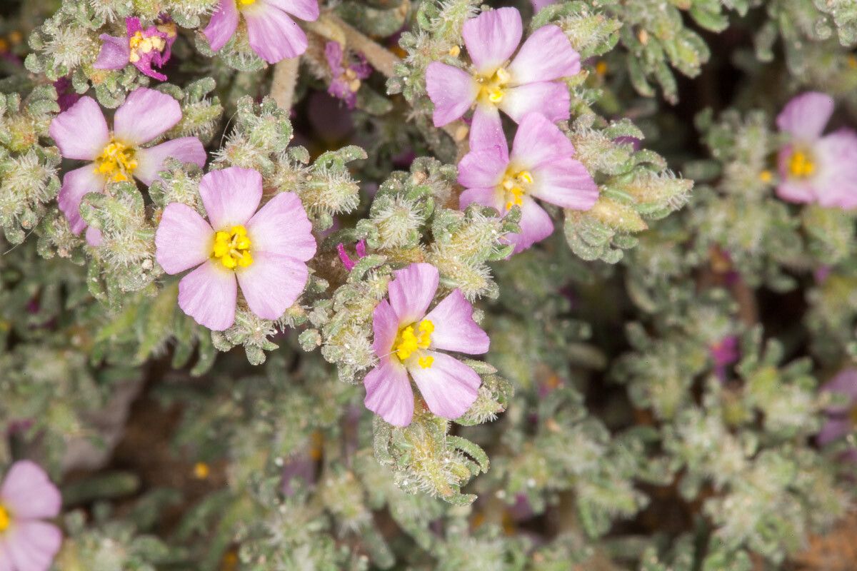 Frankenia hirsuta flower