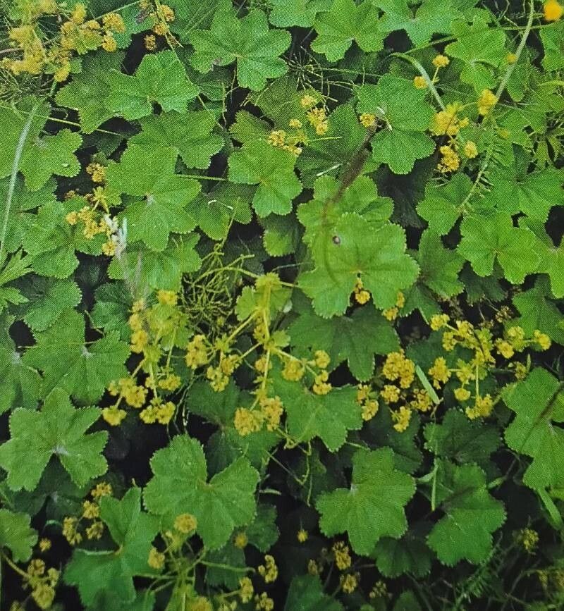 Alchemilla glomerulans — houseplant care guide
