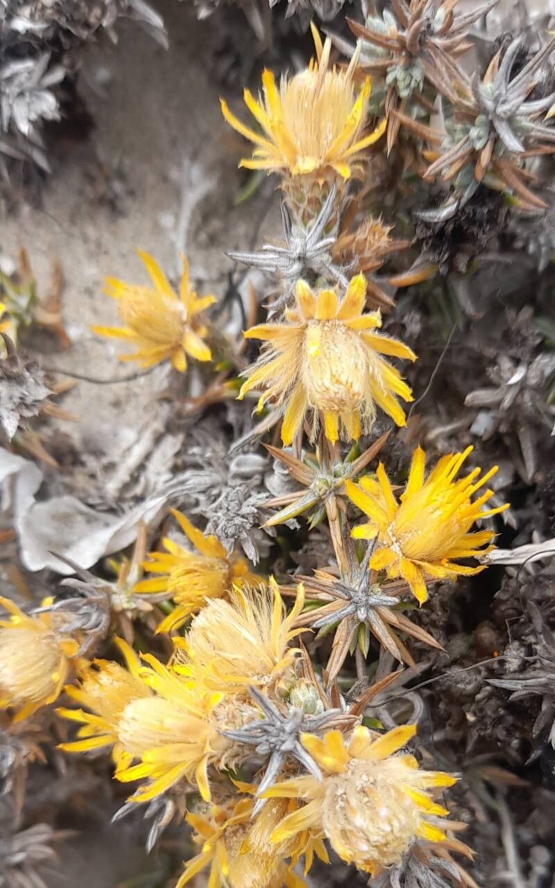 Chuquiraga ulicina flower