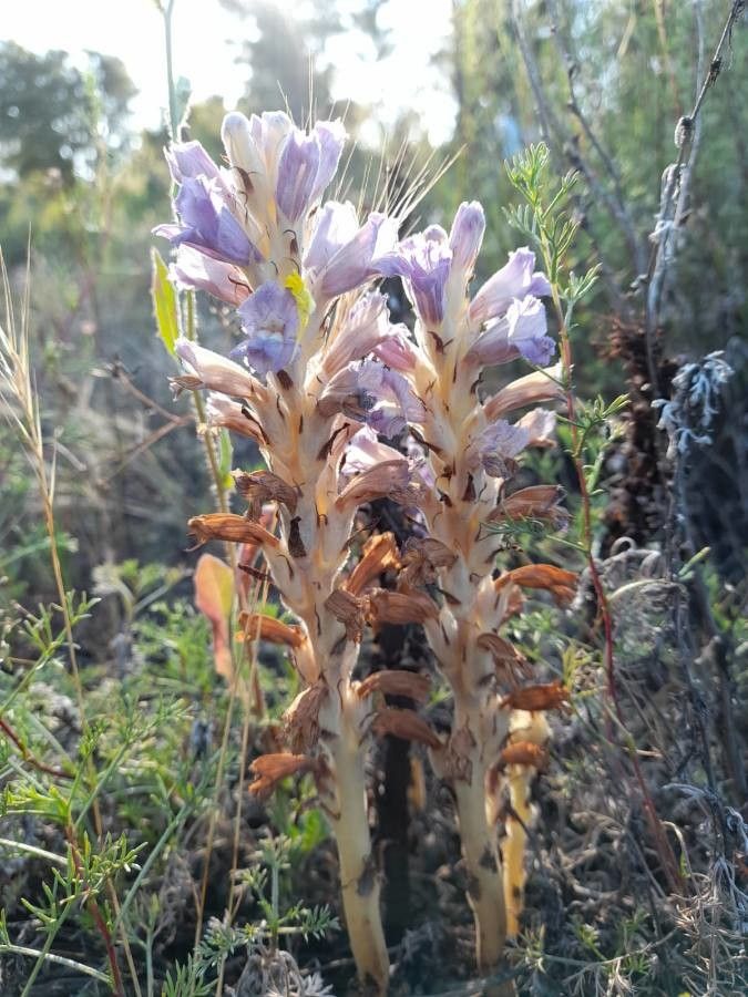 Orobanche cernua flower