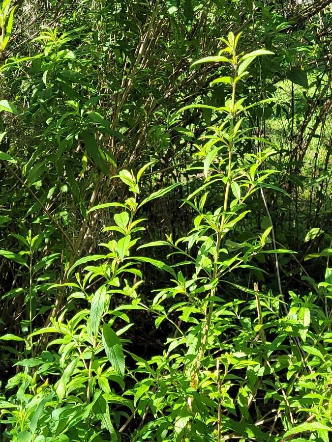 Hyptis verticillata habit