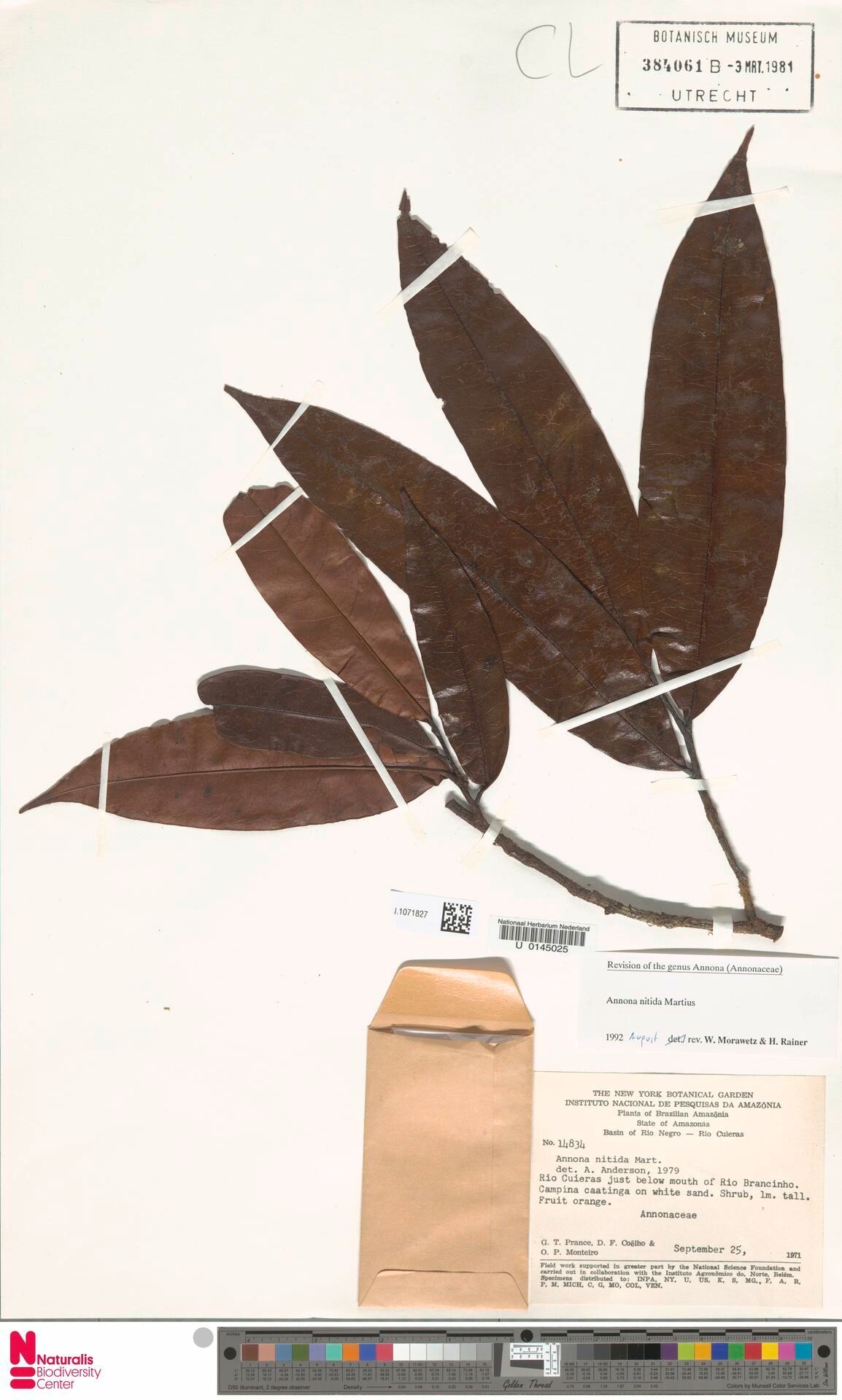 Annona nitida — search result for 'Annona'