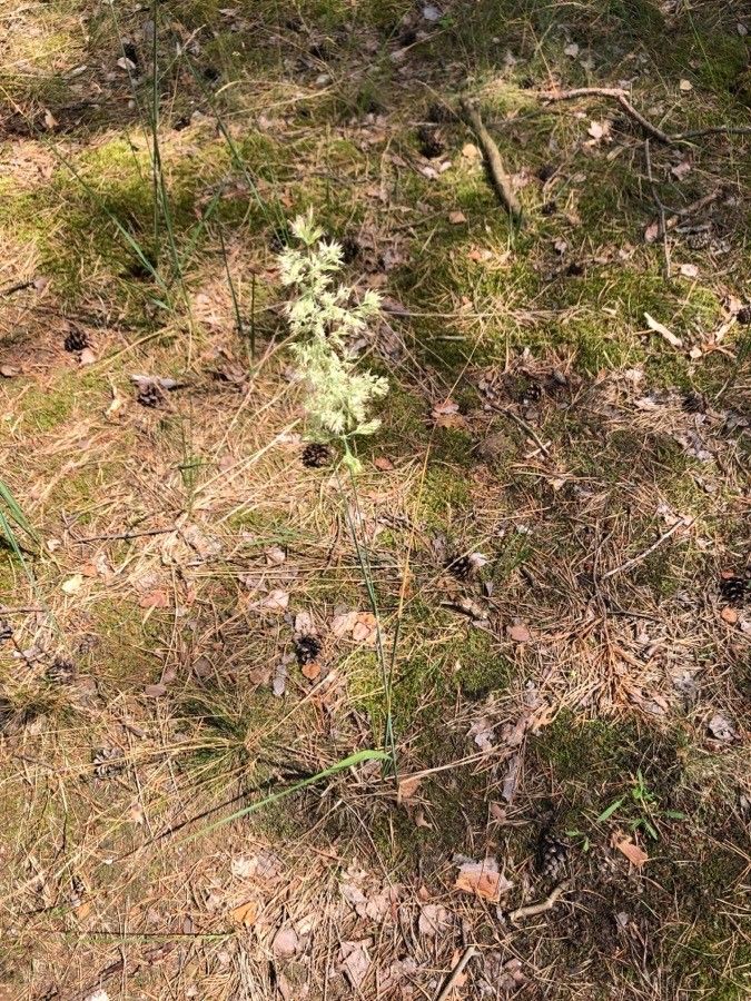 Agrostis curtisii flower