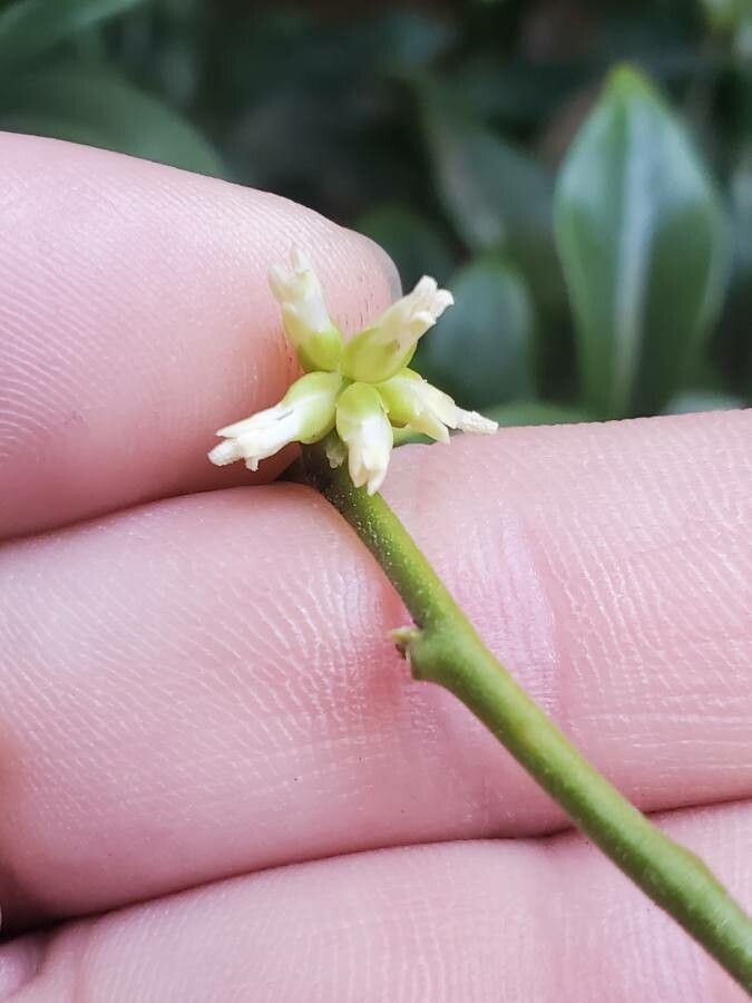 Sarcococca pruniformis flower