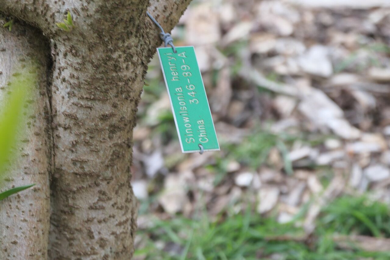 Sinowilsonia henryi bark