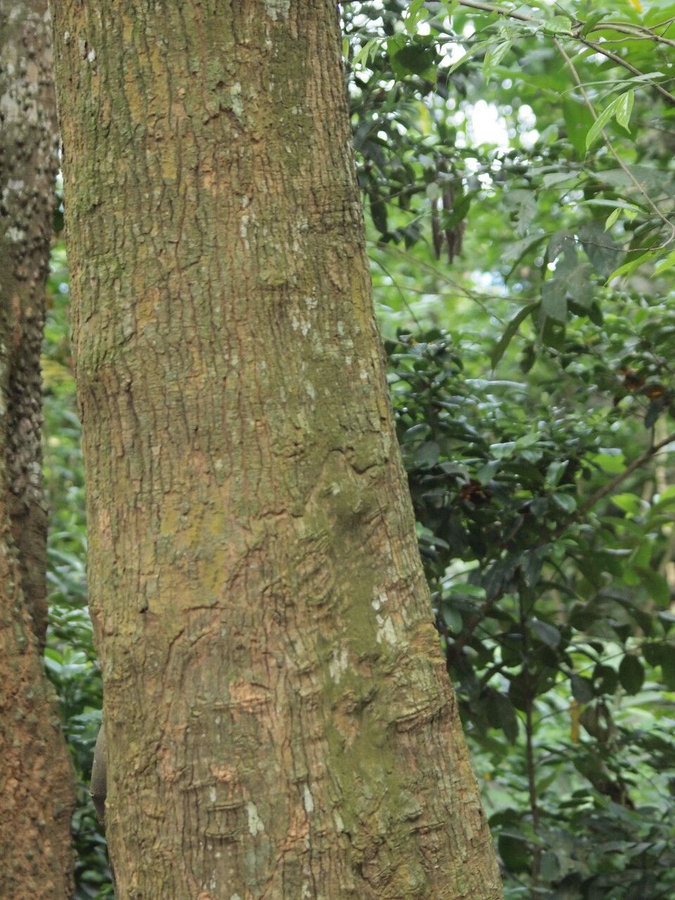 Morinda lucida — search result for 'Morus'