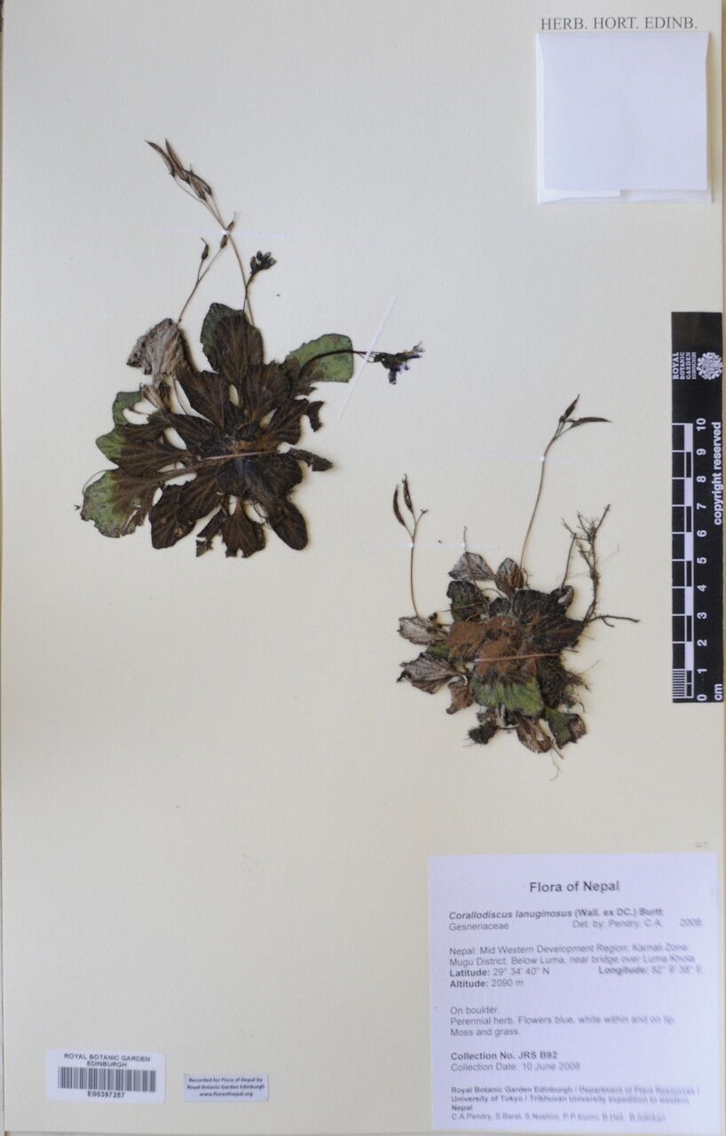 Corallodiscus lanuginosus other