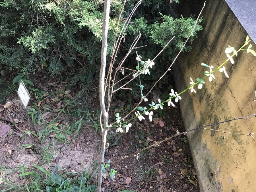Ptilotrichum spinosum habit