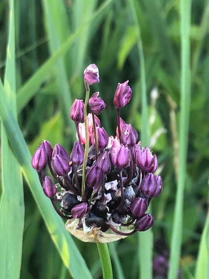 Allium scorodoprasum flower