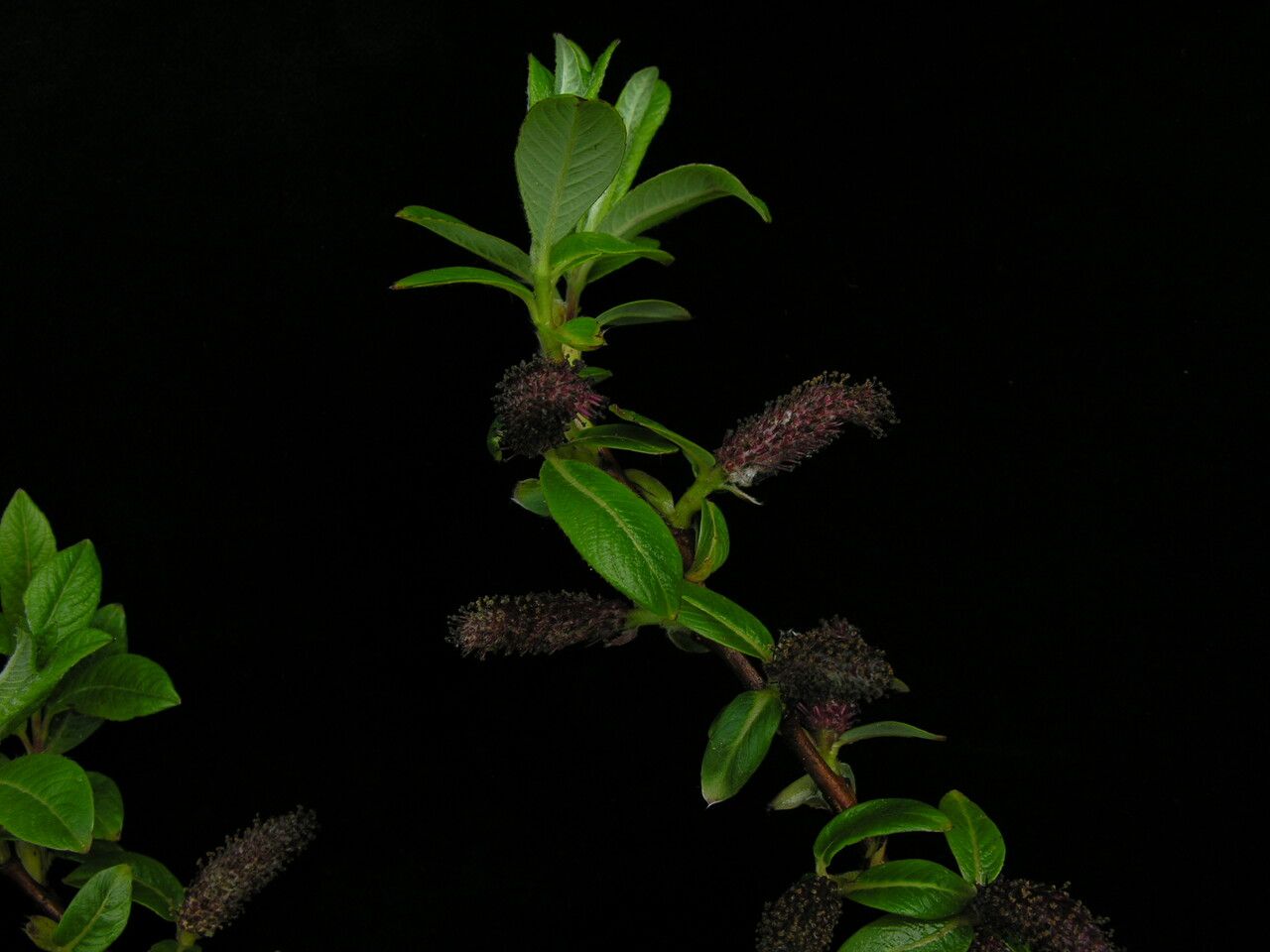 Salix stomatophora habit