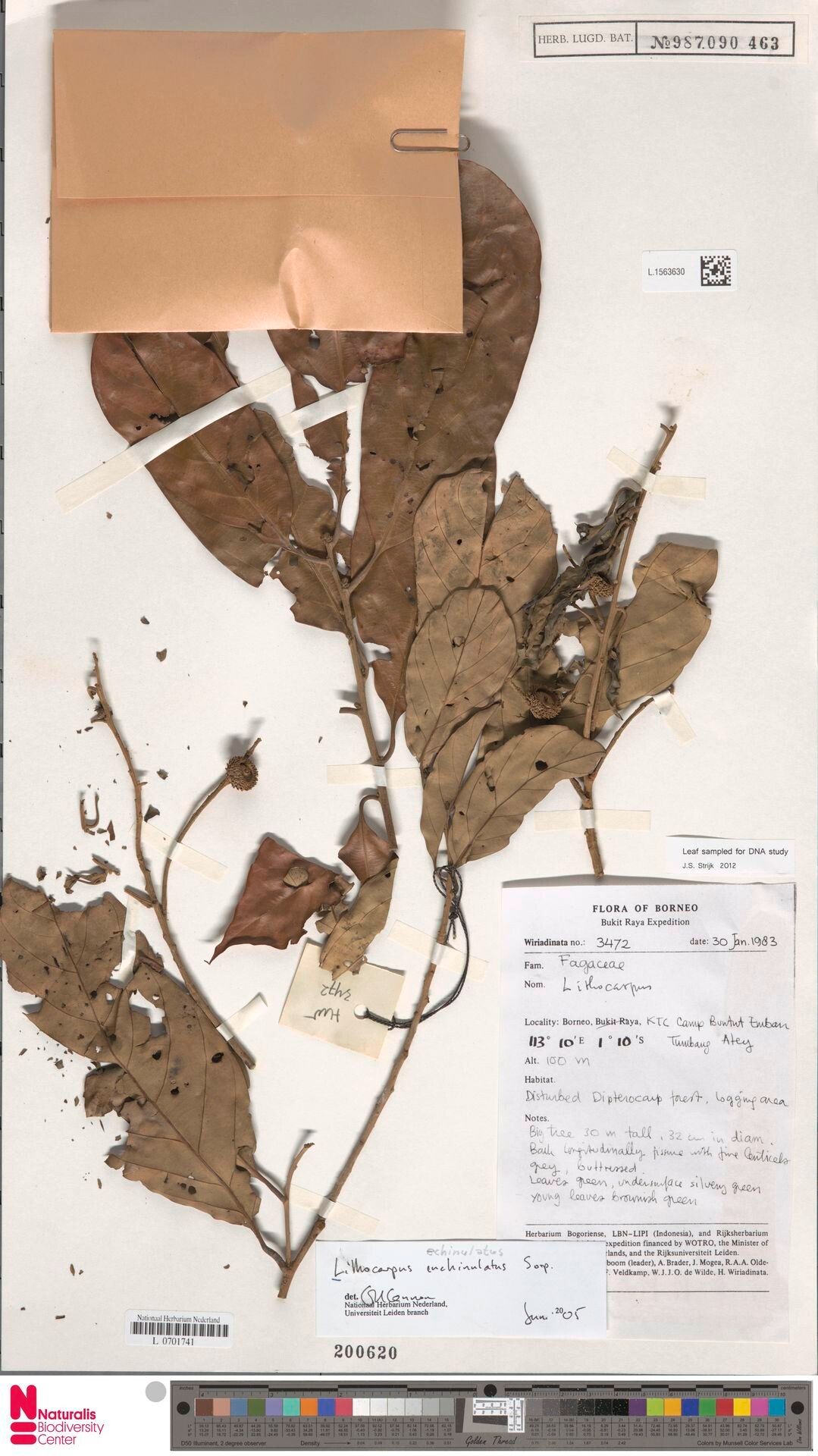 Lithocarpus echinulatus — houseplant care guide