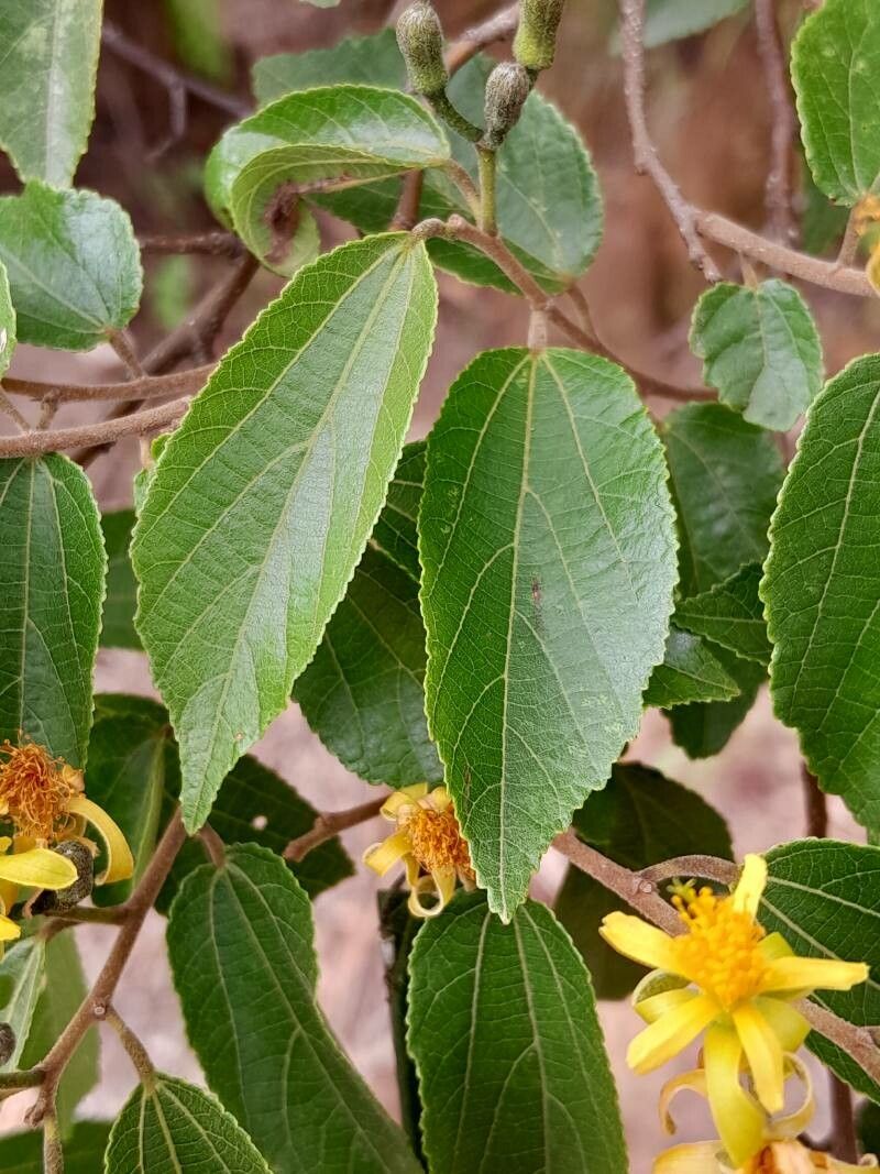 Grewia rhomboides leaf