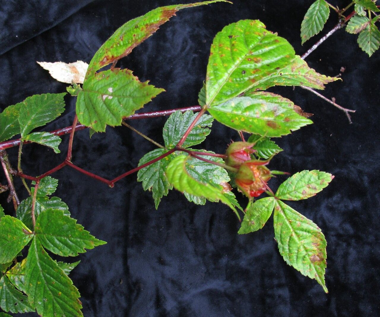 Rubus pentagonus habit