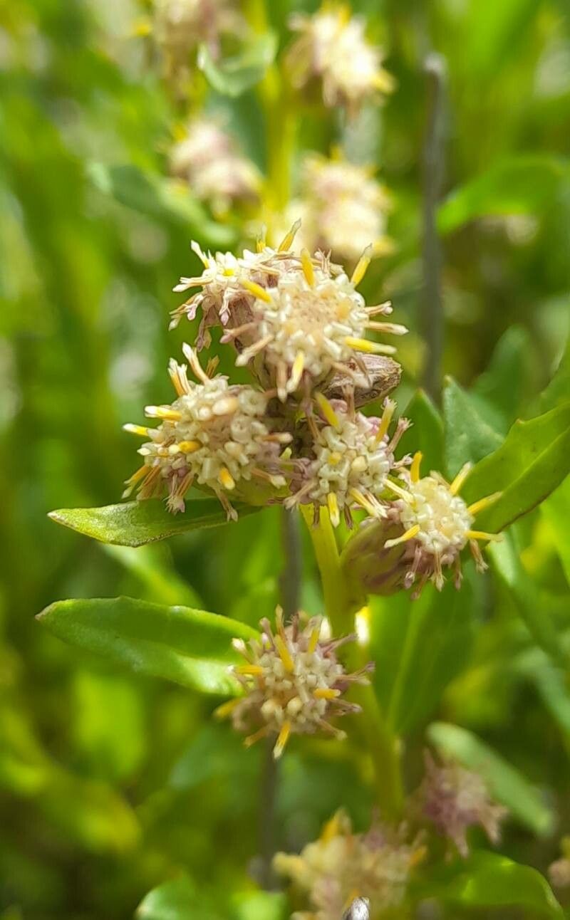 Baccharis tucumanensis flower