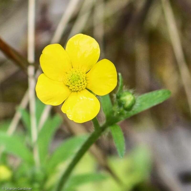 Ranunculus hispidus flower