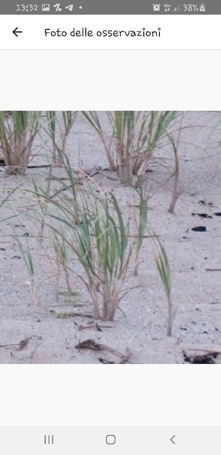 Ammophila breviligulata — related species from the same genus