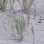 Ammophila breviligulata