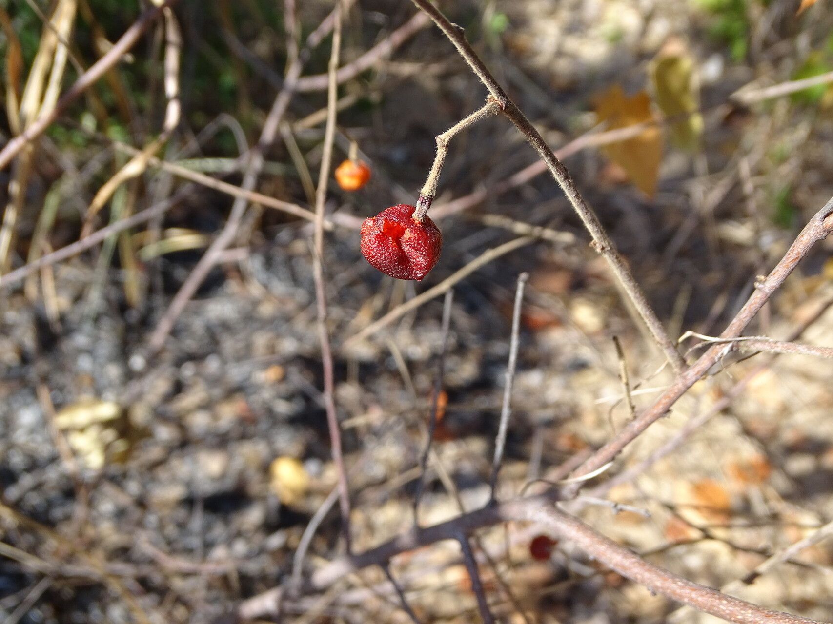 Grewia falcistipula fruit