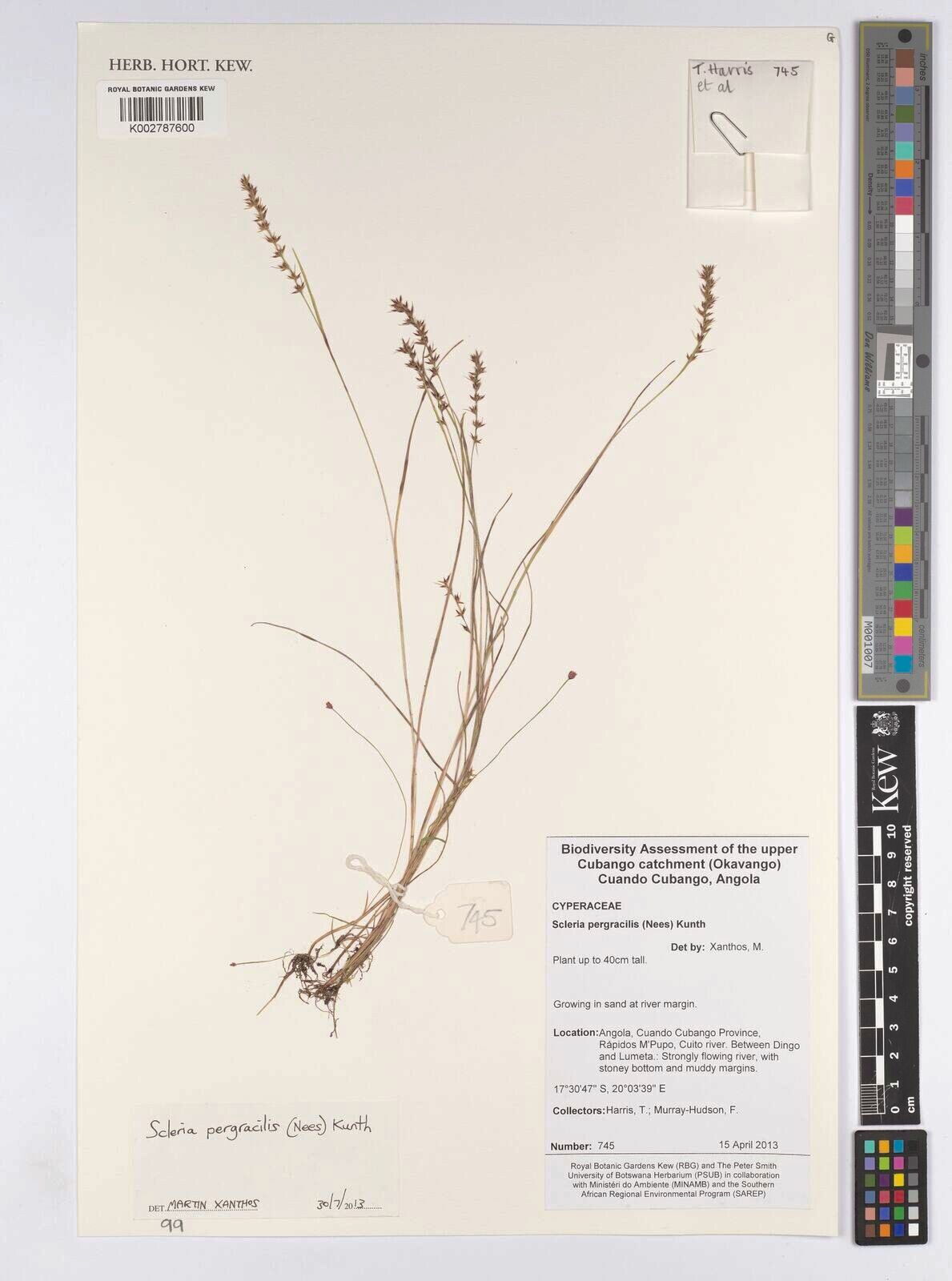 Scleria pergracilis — houseplant care guide