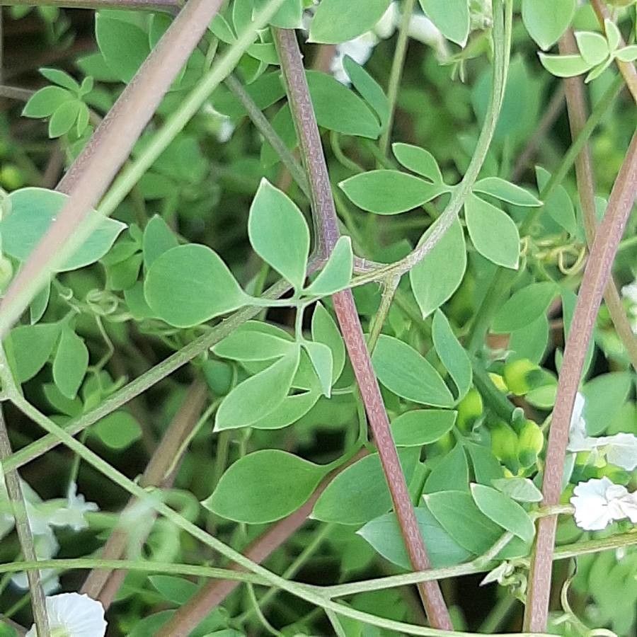 Ceratocapnos claviculata leaf