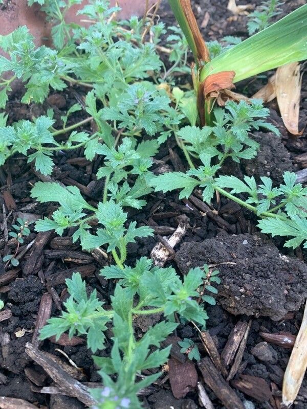 Glandularia polyantha — search result for 'Glandularia'