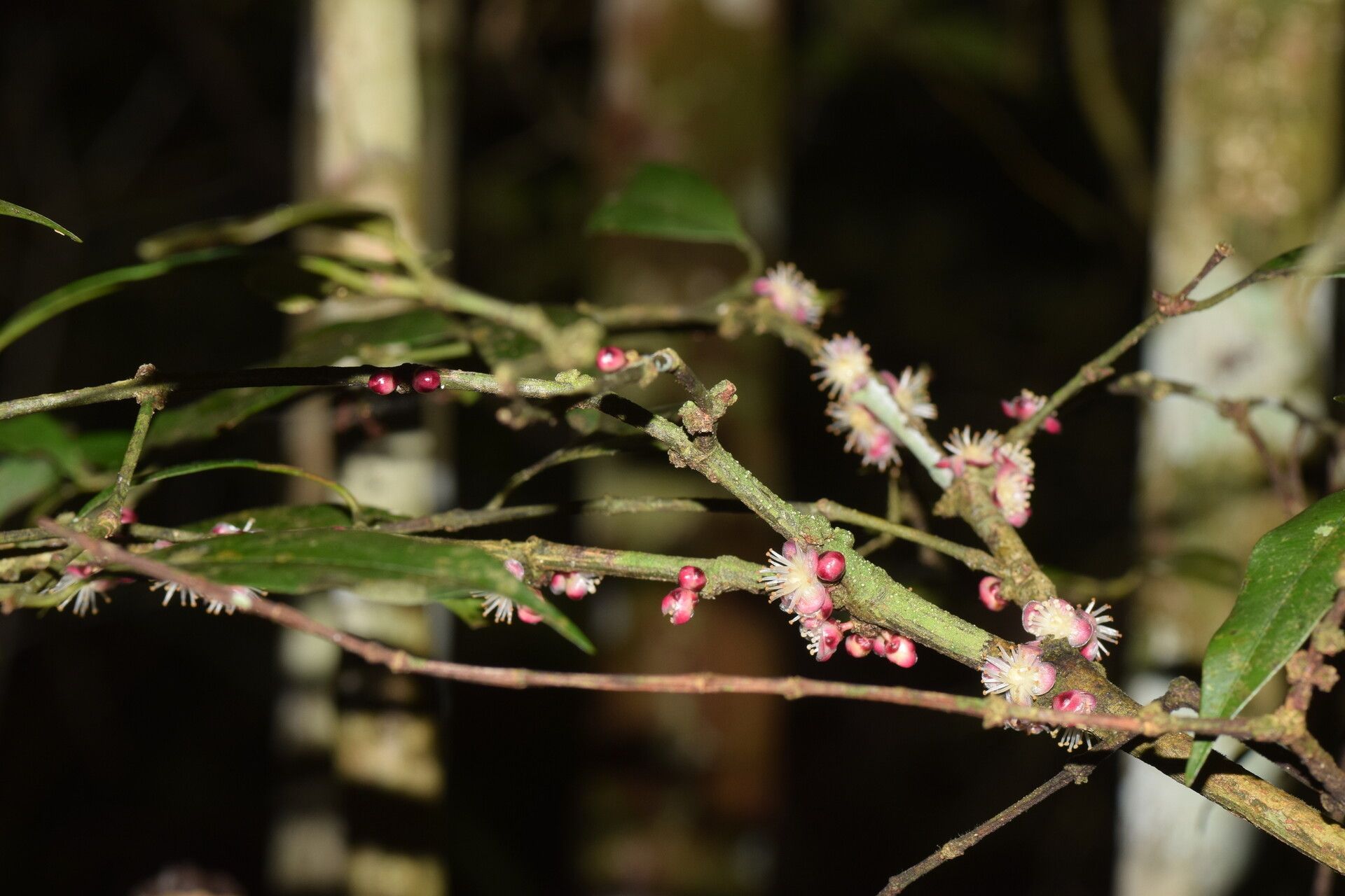 Garcinia thouvenotii — houseplant care guide