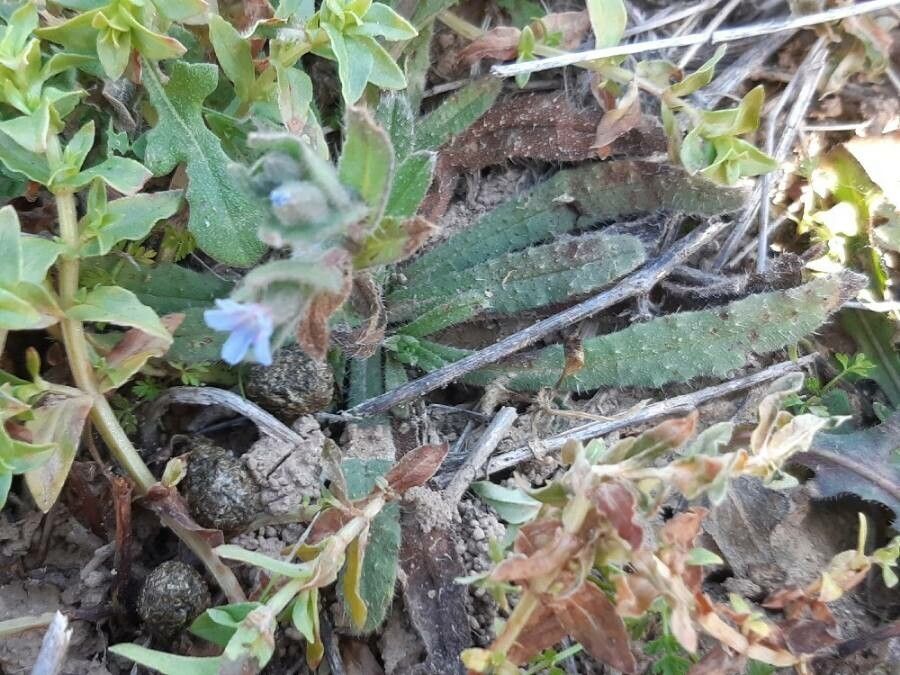 Nonea micrantha habit