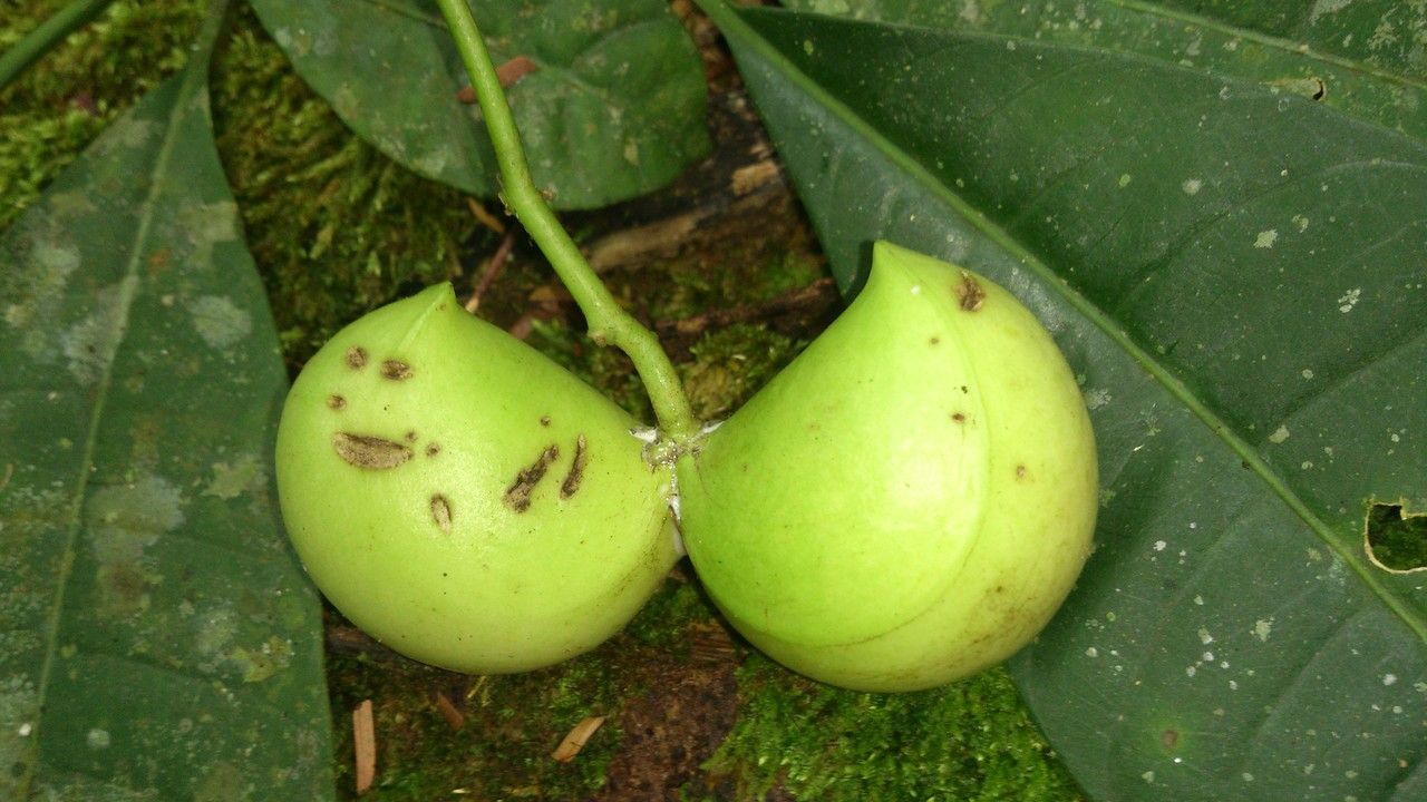 Tabernaemontana amygdalifolia fruit