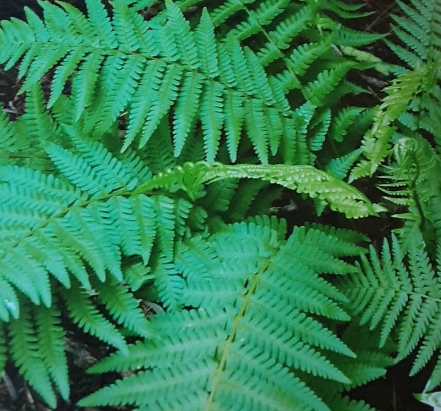 Dryopteris pseudofilix-mas — search result for 'Dryopteris'