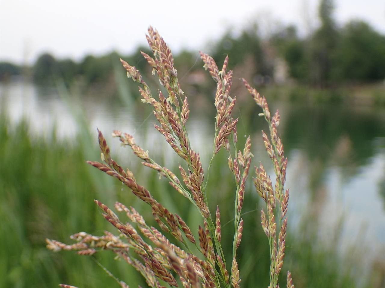 Glyceria maxima fruit
