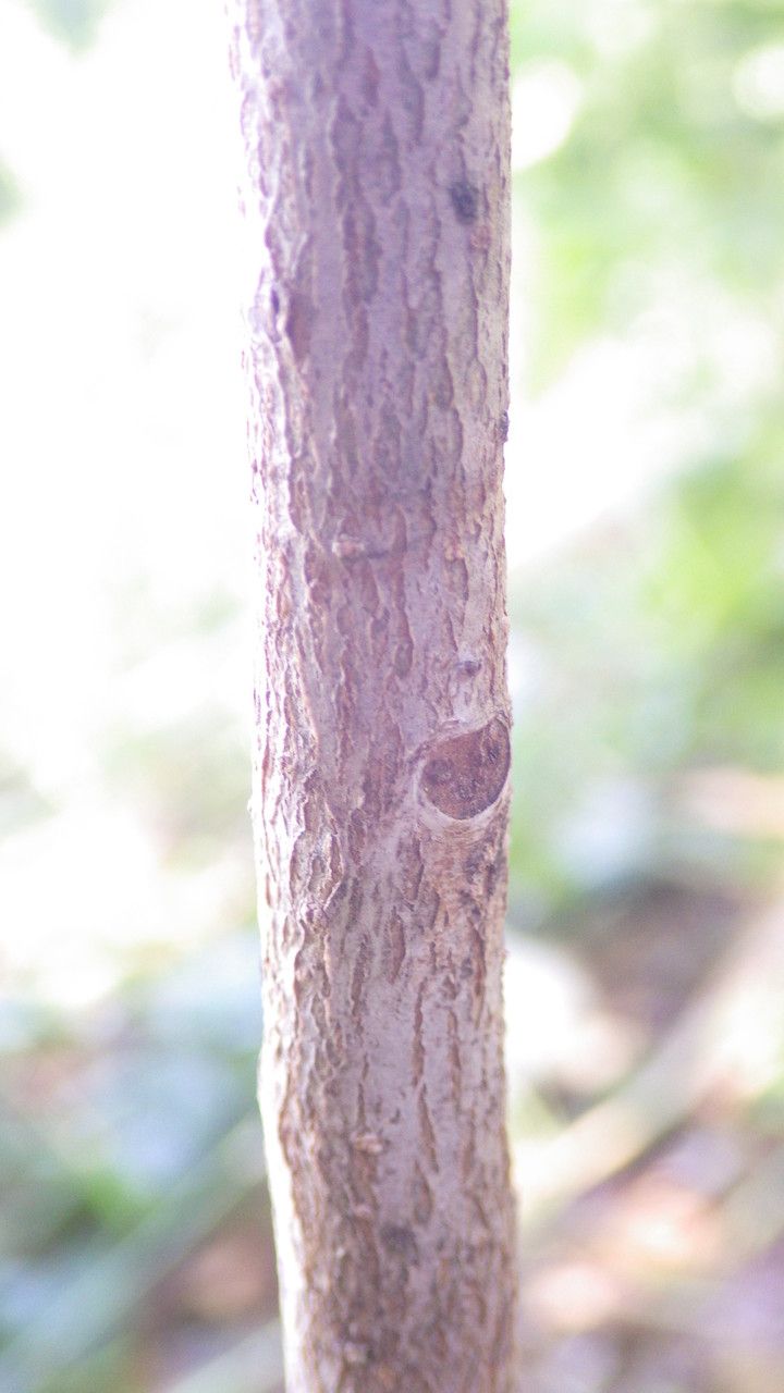 Mimusops petiolaris bark