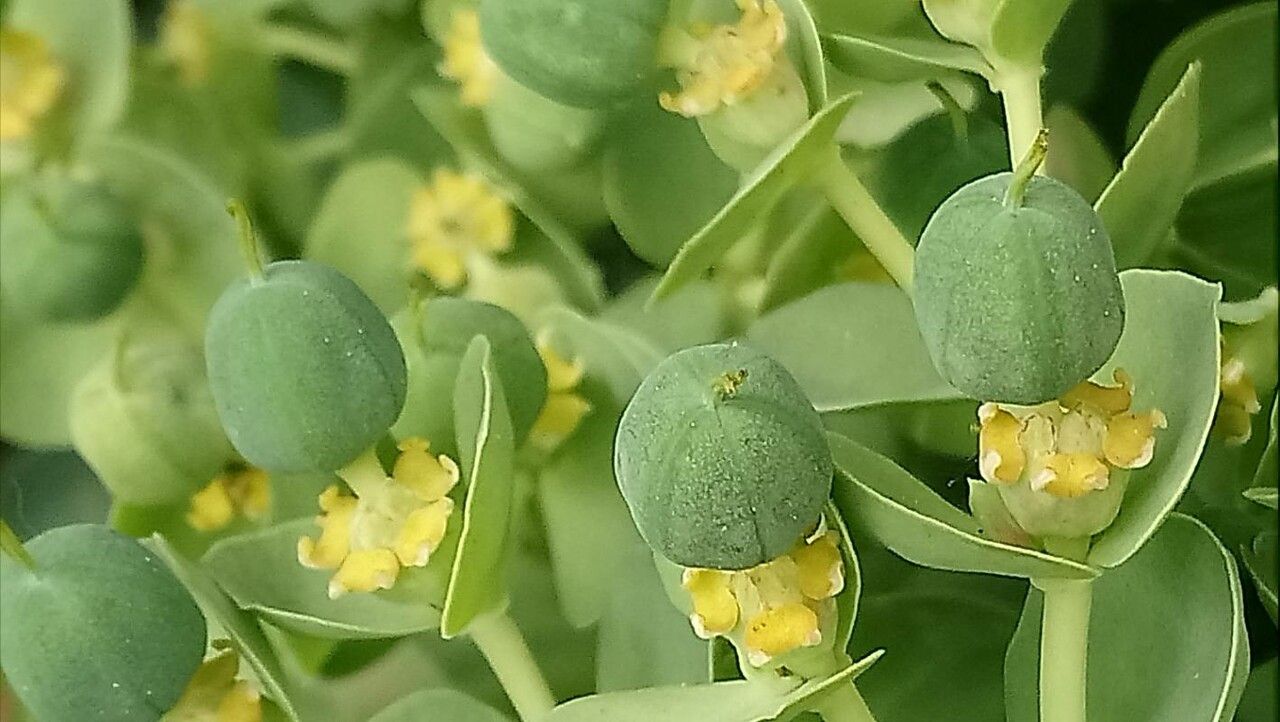 Euphorbia corsica fruit