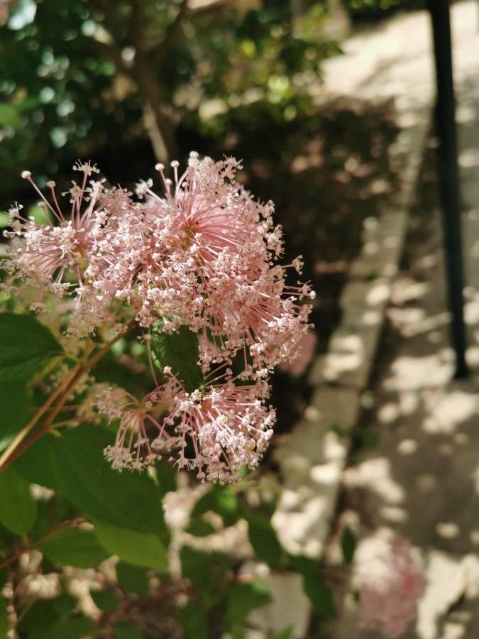 Ceanothus americanus flower