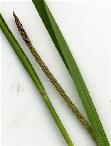 Carex microcarpa bark