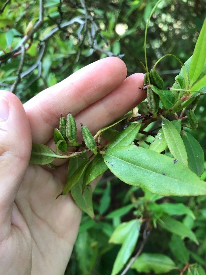 Rhododendron lutescens fruit