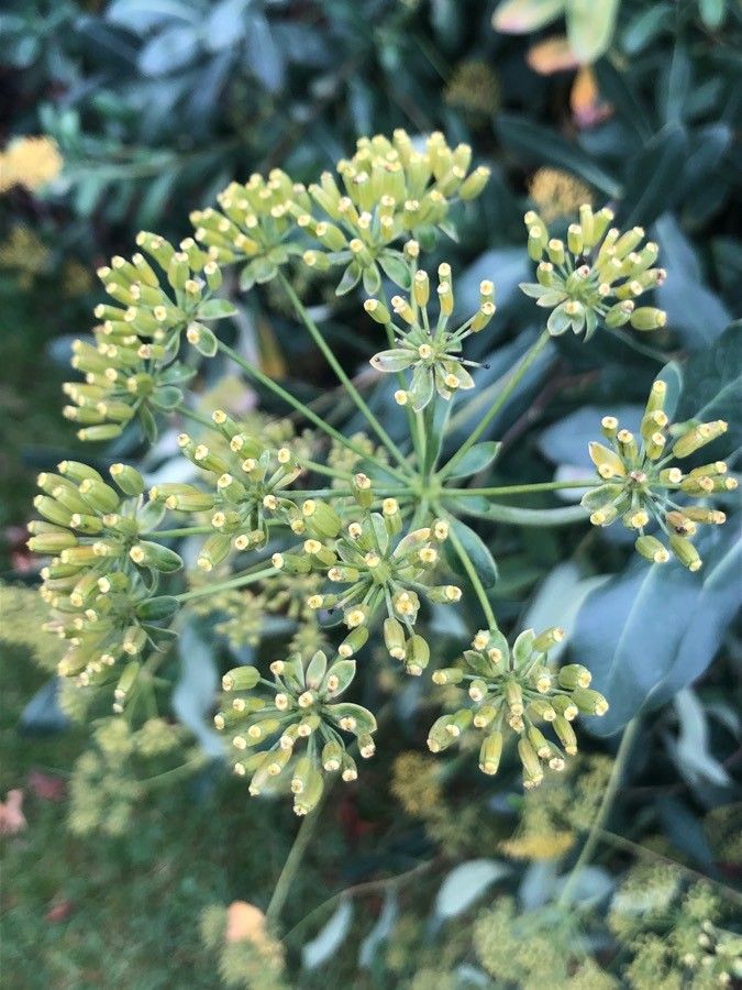 Bupleurum fruticosum fruit