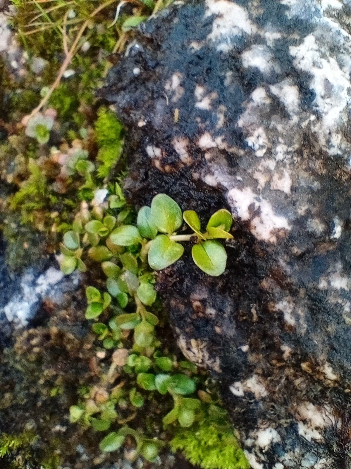 Epilobium brunnescens — search result for 'Epilobium'