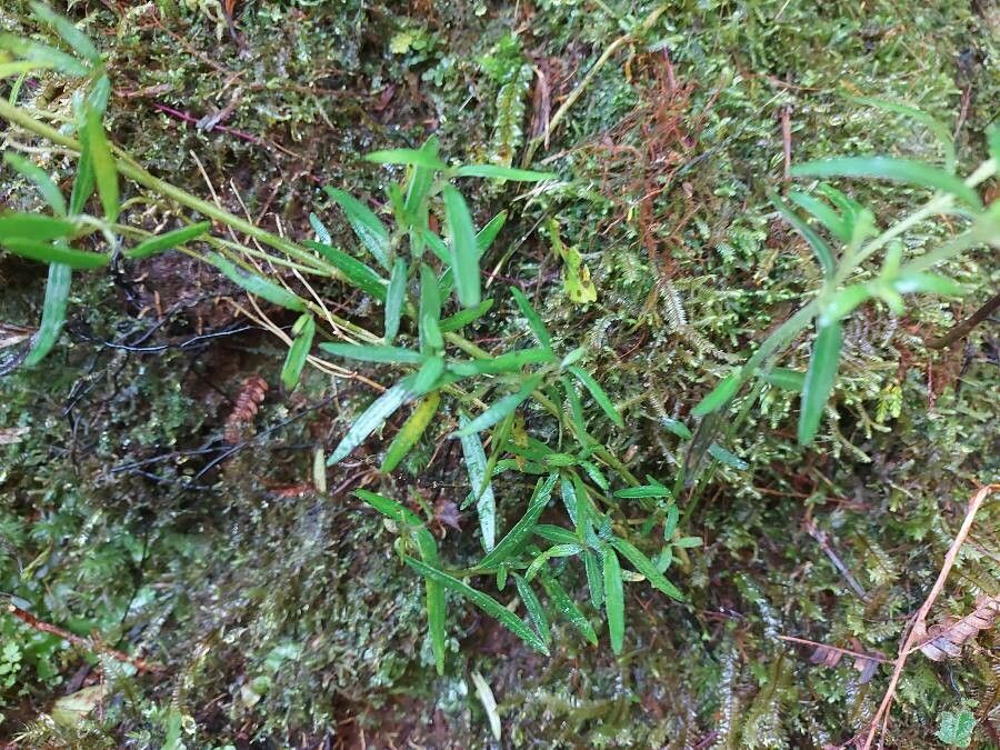 Geniostoma angustifolium — related species from the same genus