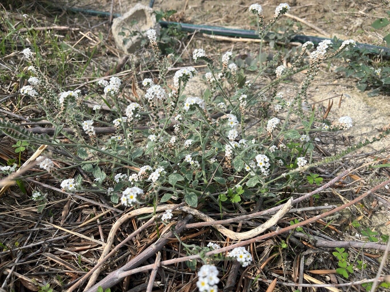 Heliotropium suaveolens habit
