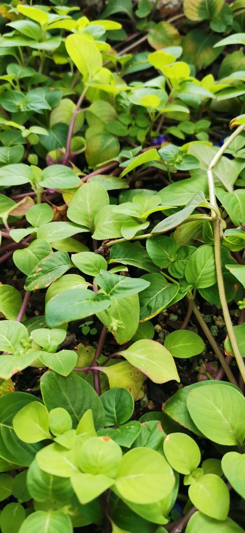 Coccocypselum guianense — related species from the same genus