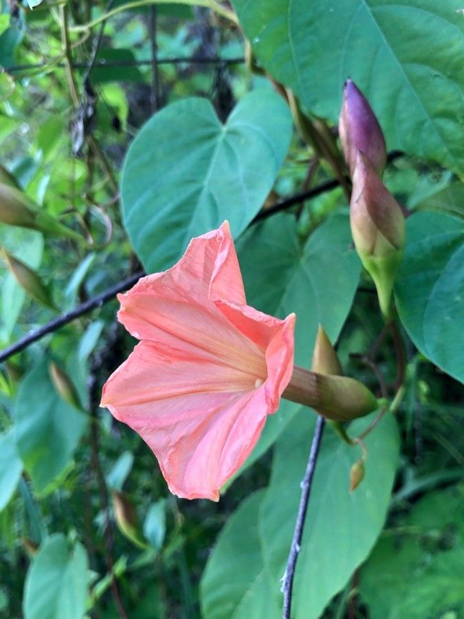 Operculina pteripes flower